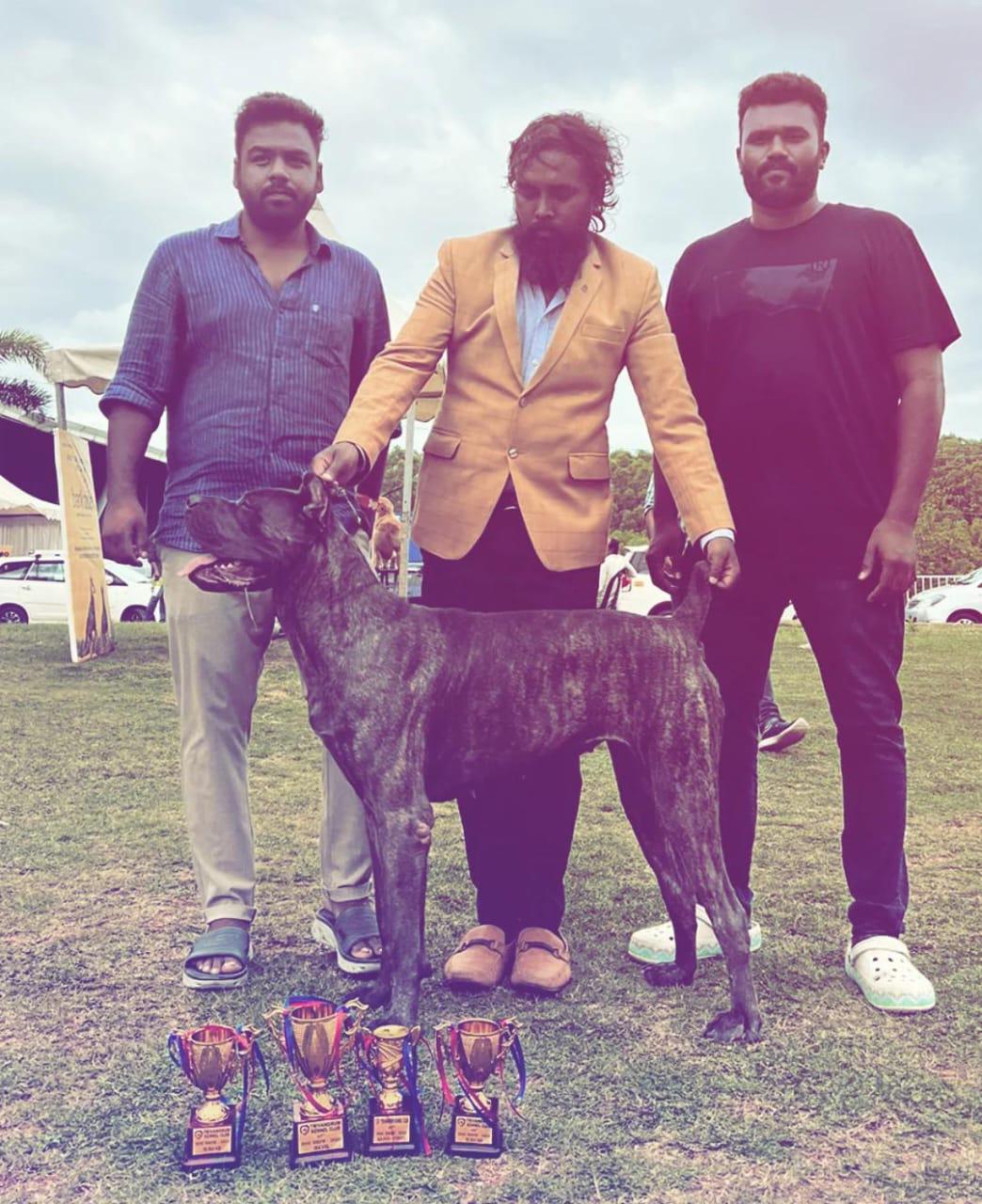 Dog show achievement